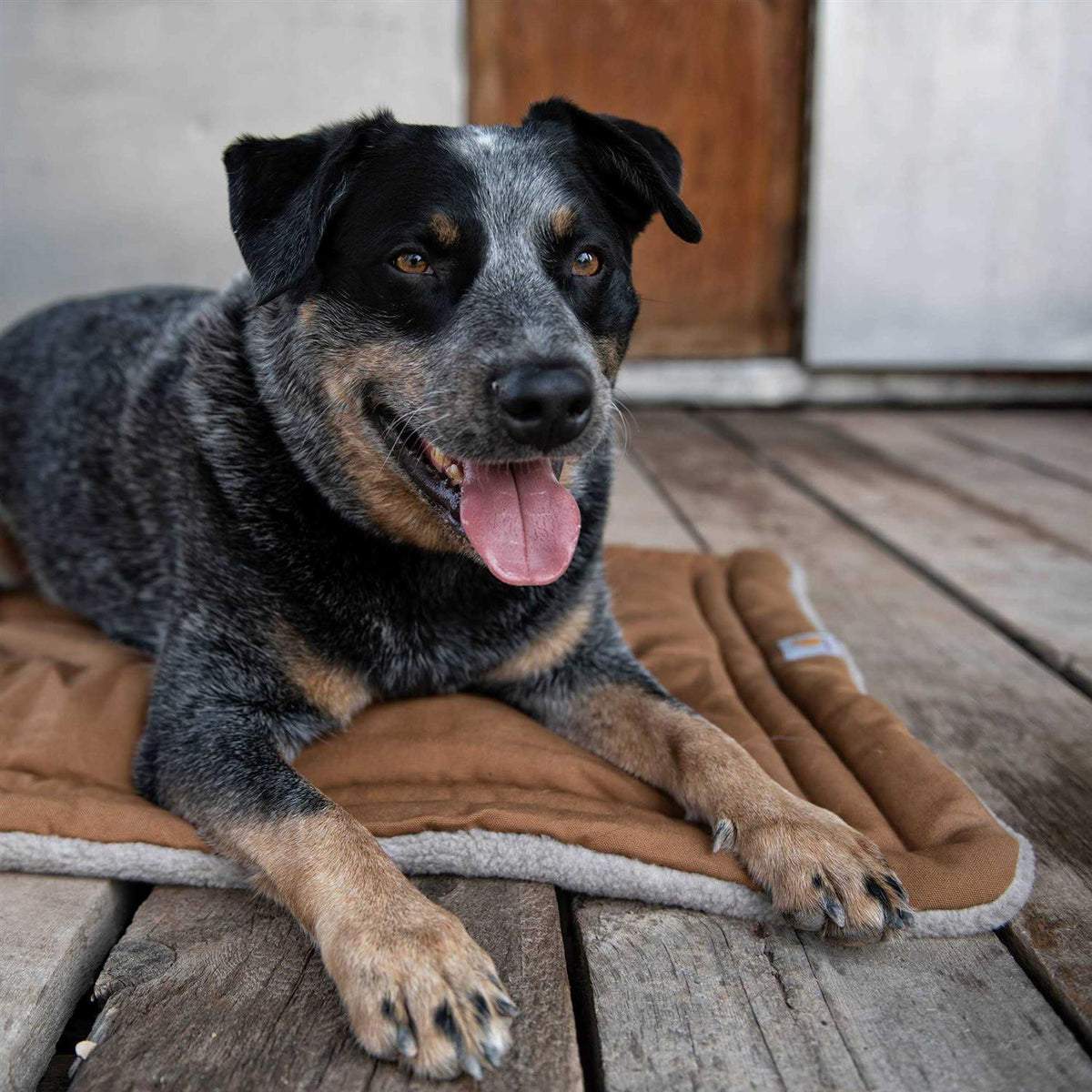 Dog Pad G494