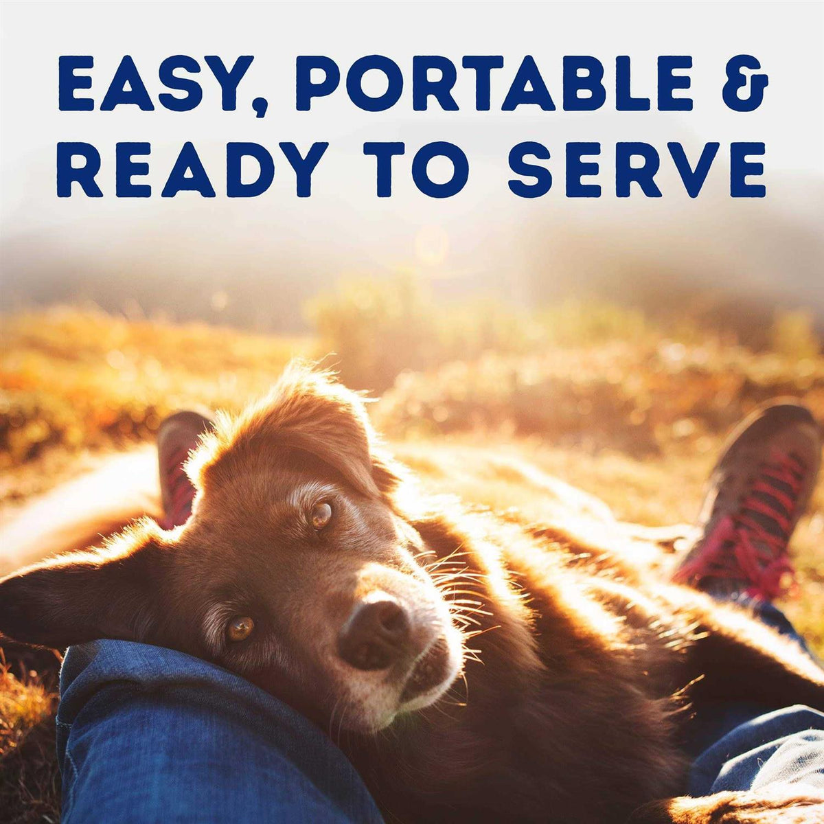 Natural Balance Platefulls Savory Duck & Pumpkin Recipe Wet Dog Food H2638