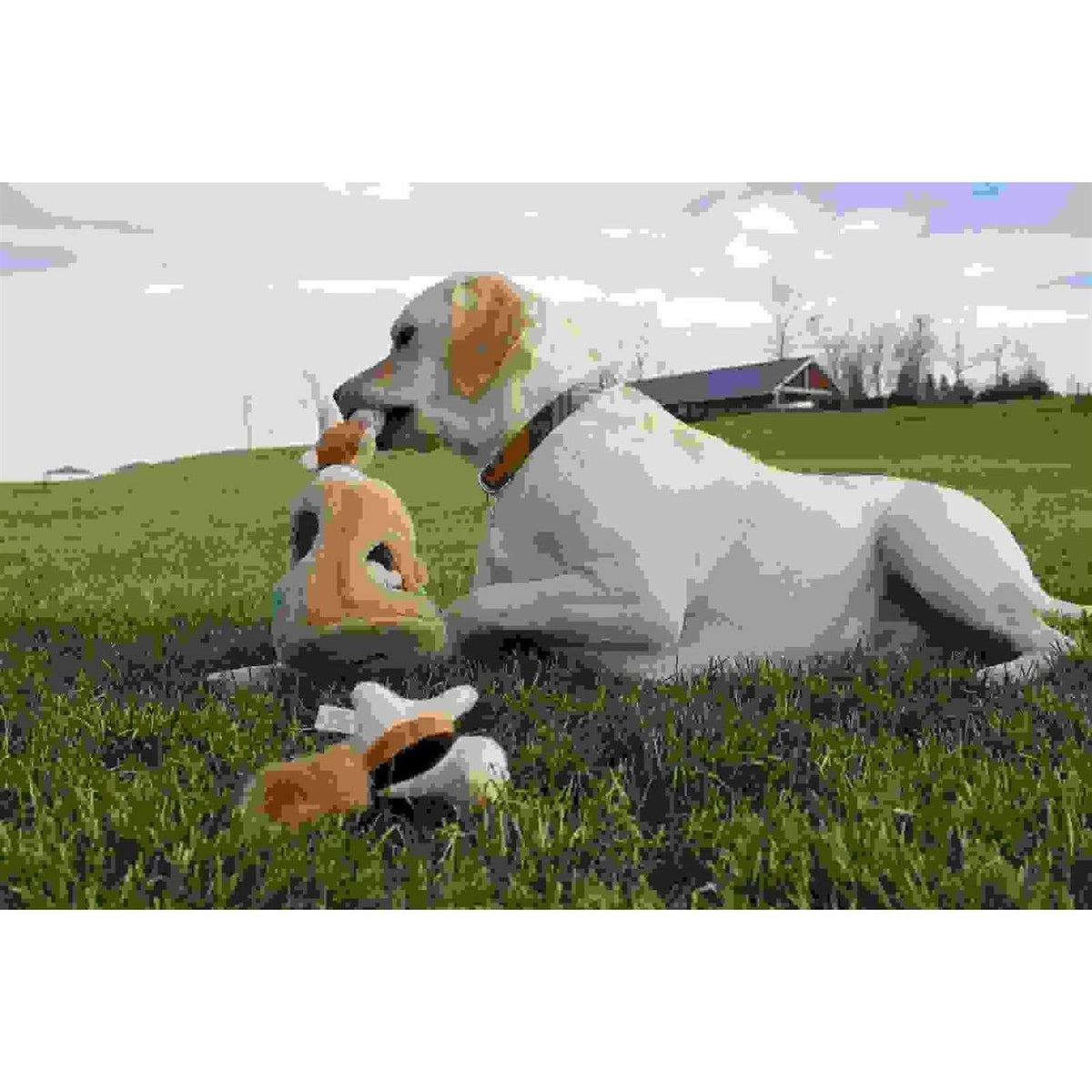 Hide A Squirrel Dog Toy V60633