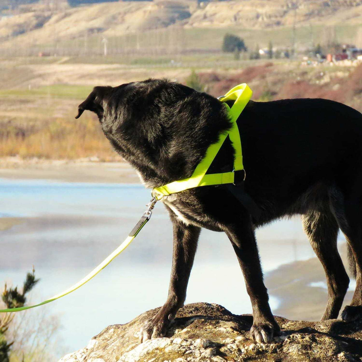 Harness Q342