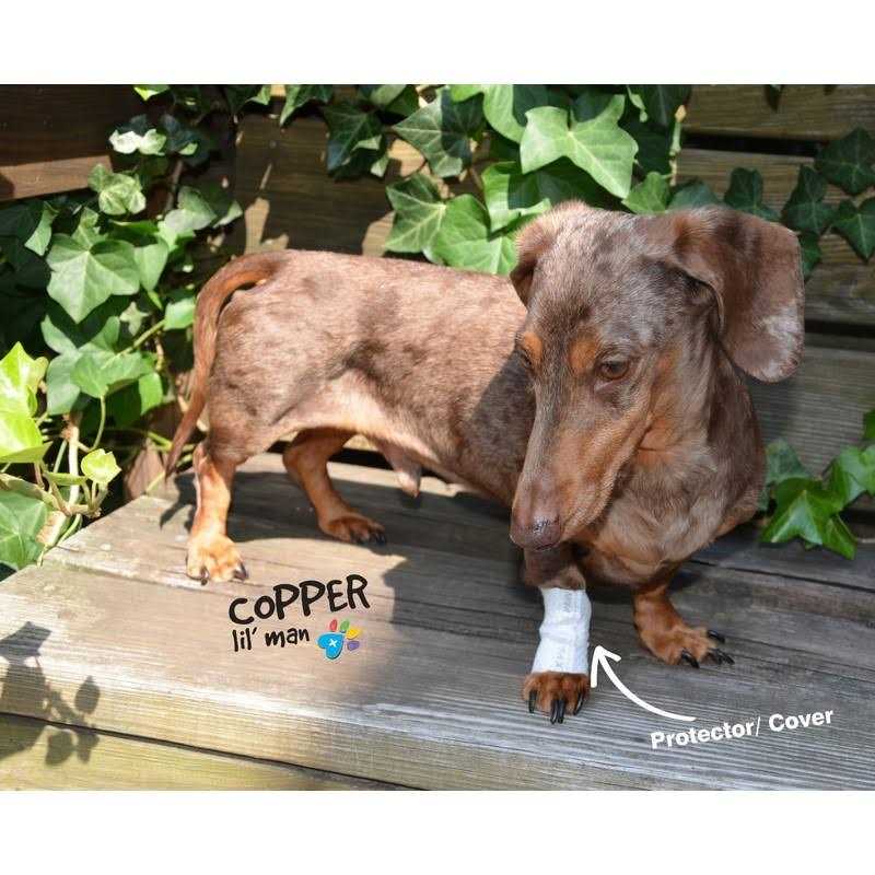 Protective Covers for Pets A348