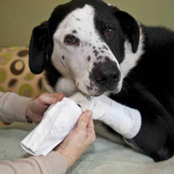 Protective Covers for Pets A348