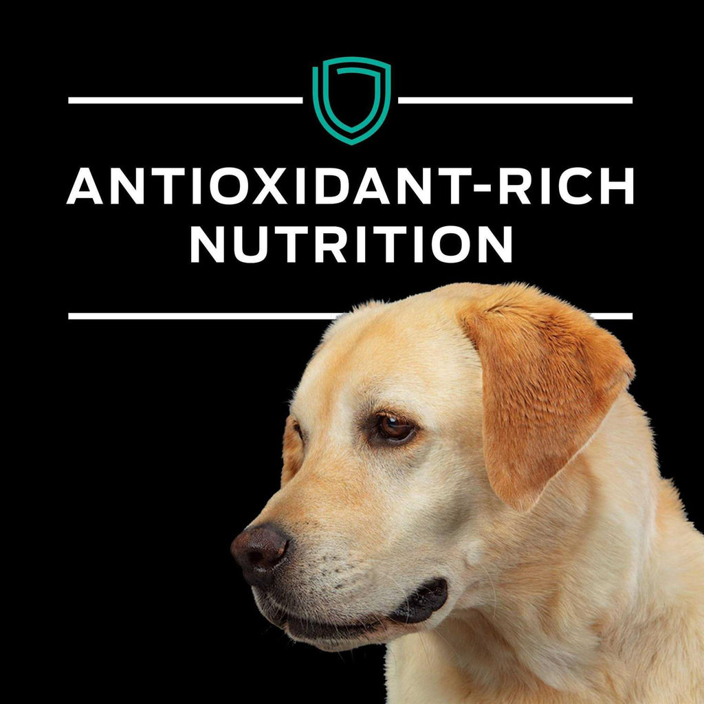 Gastroenteric Formula Dry Dog Food Q447