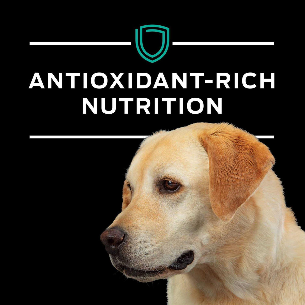 Gastroenteric Formula Dry Dog Food Q447