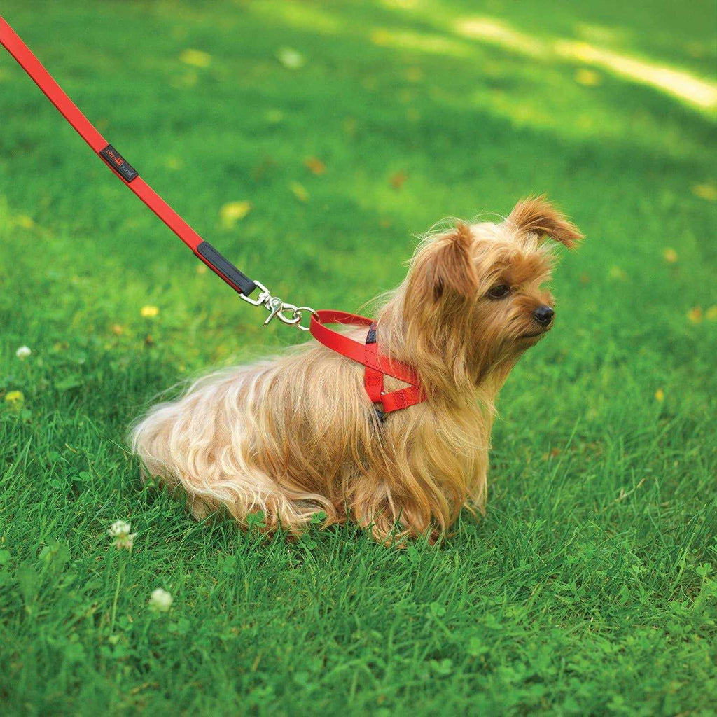 Harness Q342