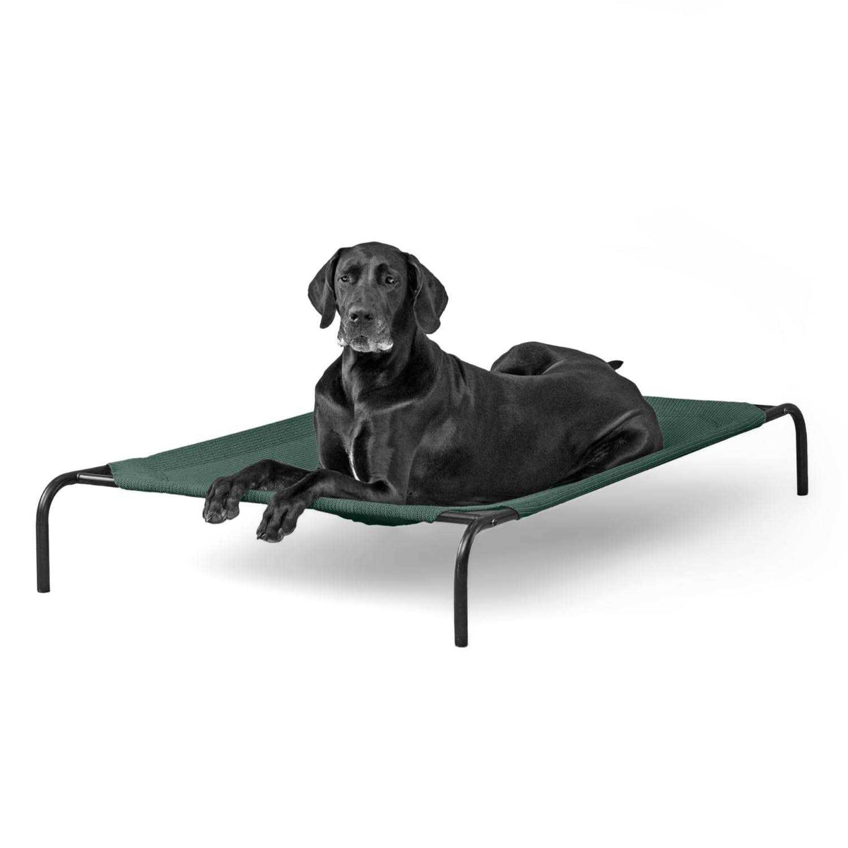 Elevated Pet Bed M572